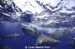Blacktip Sharks by Carlo Alberto Mari 